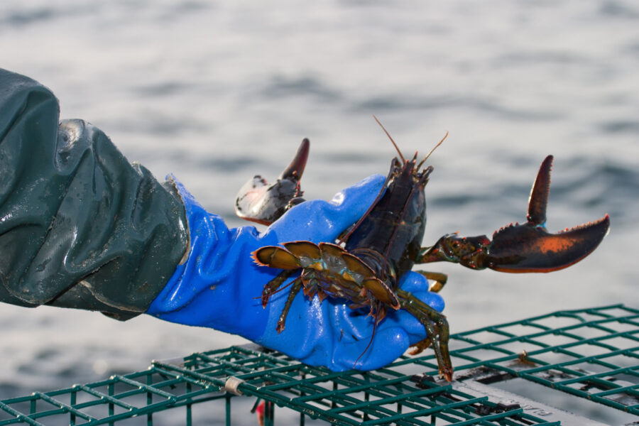 Researchers catch lobsters as part of long-term ecosystem survey in Maine. Credit: Gulf of Maine Research Institute (GMRI.org)