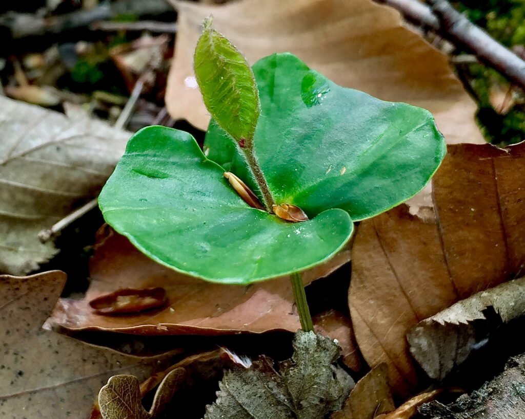 A beech seedling sprouts from the forest floor in Austria.