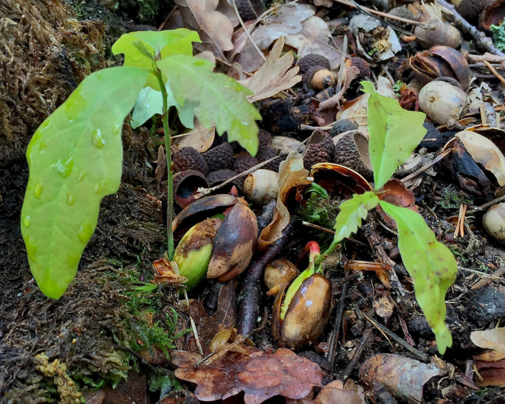 An oak seedling sprouts from the forest floor in Austria.