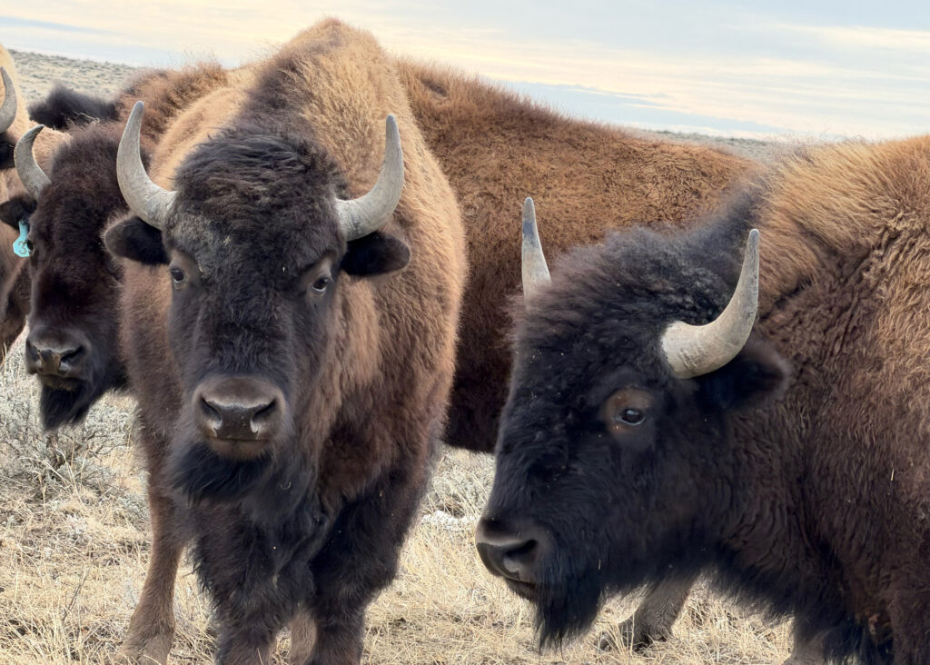There are about 950 buffalo on American Prairie land in Phillips County, Montana. Credit: Blaine Harden/Inside Climate News