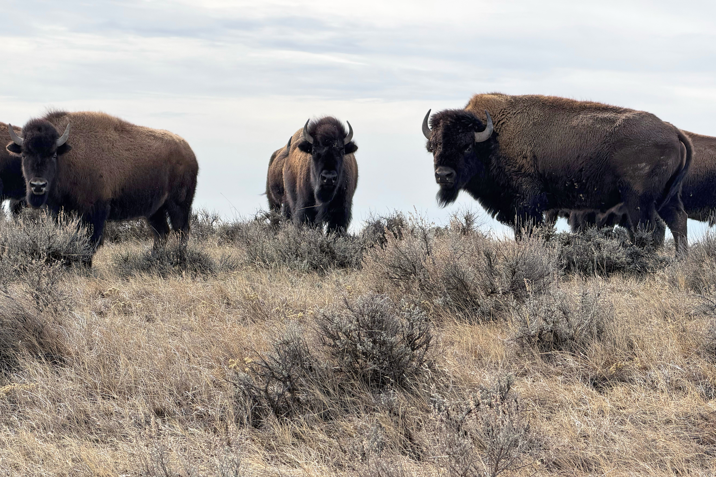 A bison herd on land managed by American Prairie. Credit: Blaine Harden/Inside Climate News