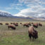 Bison graze near the North Entrance of Yellowstone National Park. Credit: Jacob W. Frank/NPS