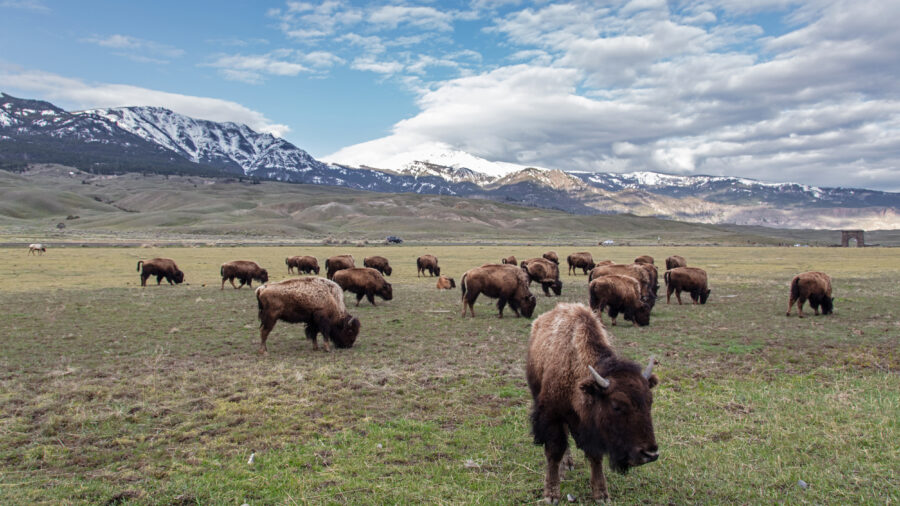 Bison graze near the North Entrance of Yellowstone National Park. Credit: Jacob W. Frank/NPS
