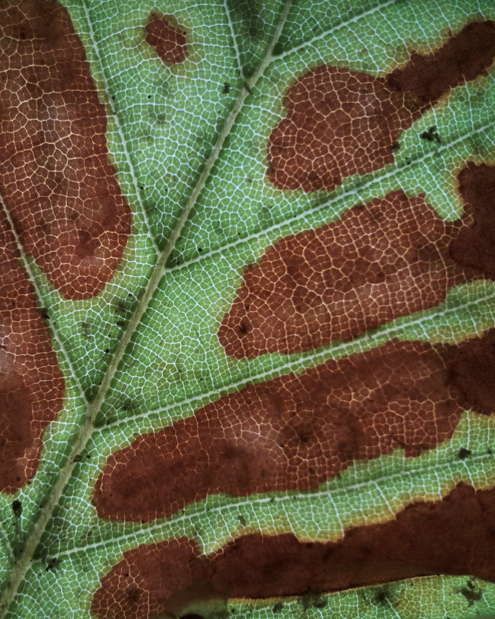 Too much heat and not enough water is a deadly combination for leaves, which can suddenly scorch them and disrupt photosynthesis. Credit: Alyssa Kullberg