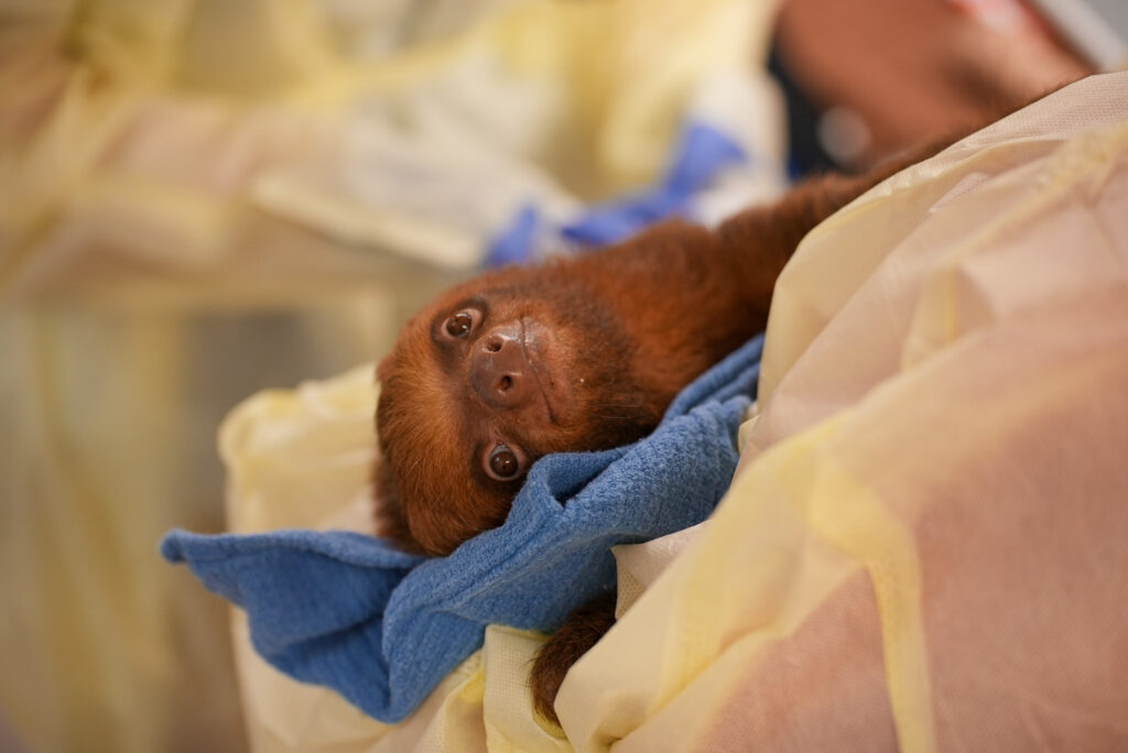 scam detection A baby sloth is shown, held partially wrapped in a blanket