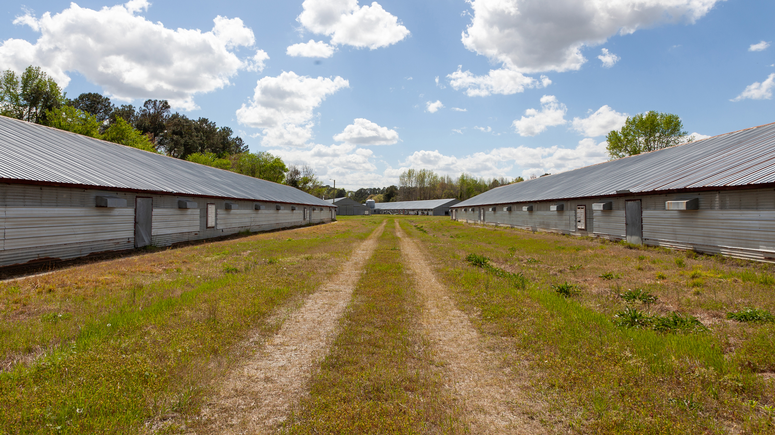 When Craig Watts raised chickens on his factory farm, each 20,000-square-foot barn could hold 35,000 chicks. Credit: Lisa Sorg/Inside Climate News