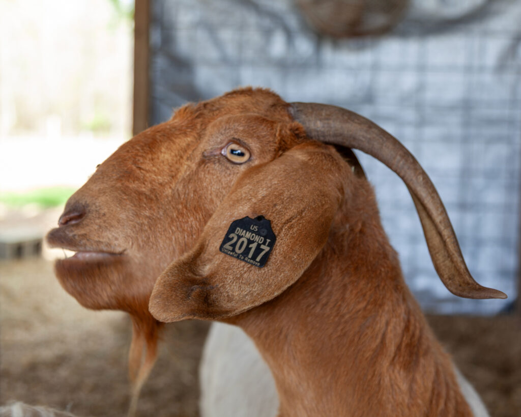 The Watts family raises about a half-dozen free-range chickens and four goats, including Reva, a Boer breed. Credit: Lisa Sorg/Inside Climate News