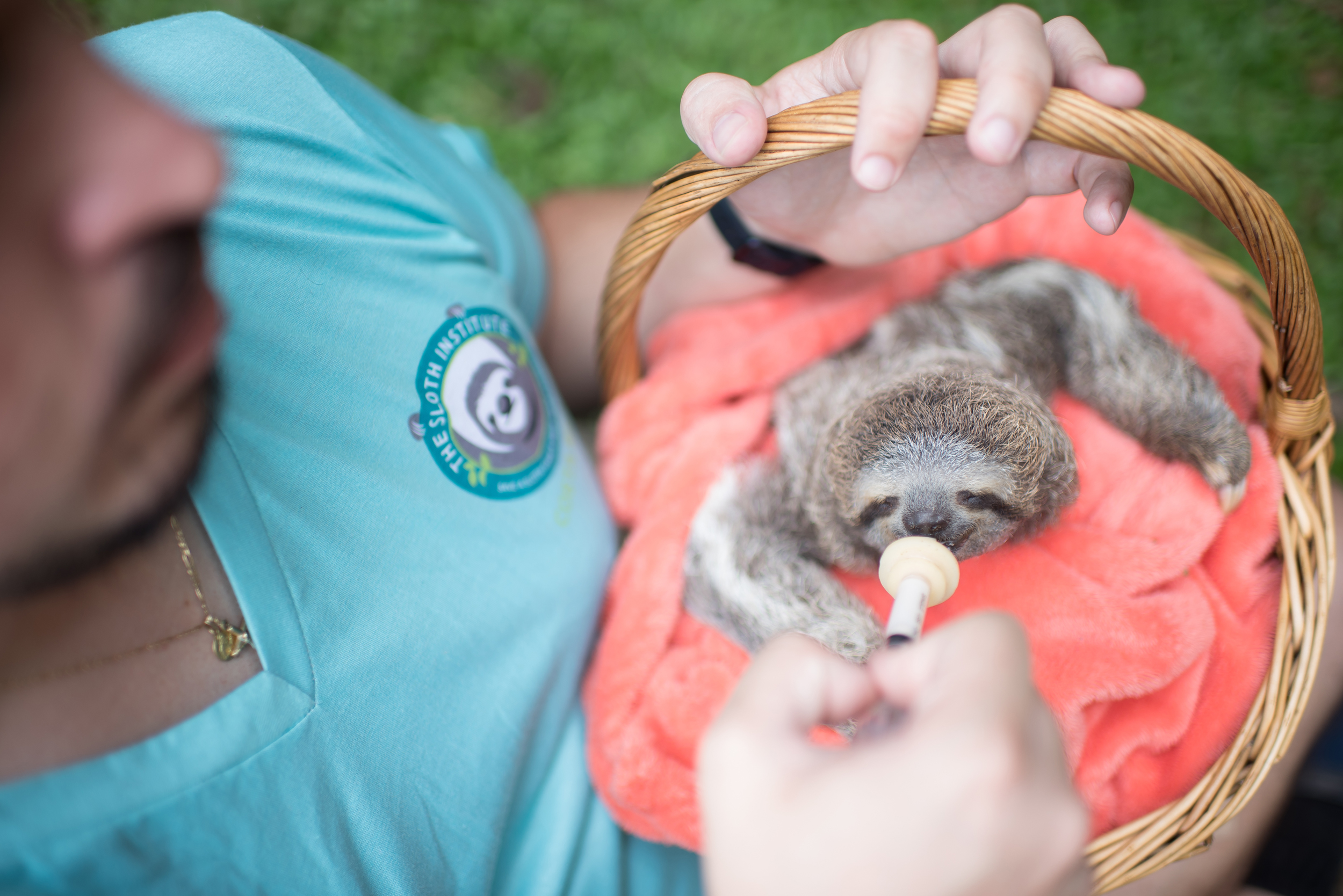 Pedro Montero, a Costa Rican biologist and assistant director of The Sloth Institute, feeds an orphaned baby sloth on Feb. 25. Credit: Sam Trull