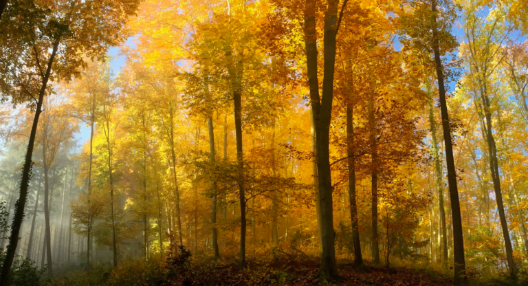 A photo shows trees lit golden by a mixture of light and fog.