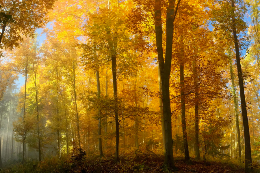 A photo shows trees lit golden by a mixture of light and fog.