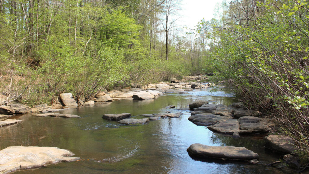 Kendall Creek winds through forested land in Muscogee County, Ga., near the proposed Project Ruby data center site, where residents have raised concerns about impacts to water and the surrounding ecosystem. Credit: Jade Yeban/Inside Climate News