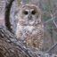 A Mexican spotted owl sits on a tree branch. Credit: Shaula Hedwall/USFWS