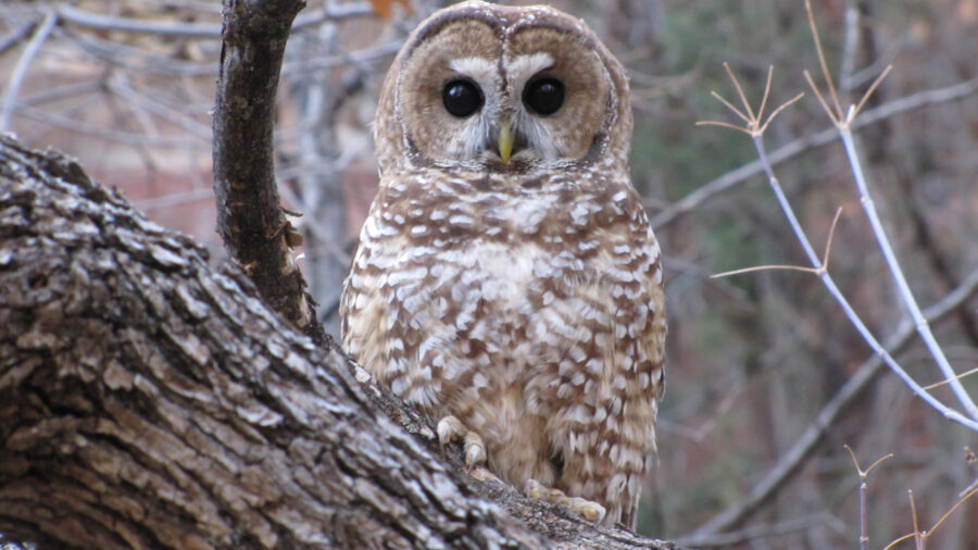 A Mexican spotted owl sits on a tree branch. Credit: Shaula Hedwall/USFWS