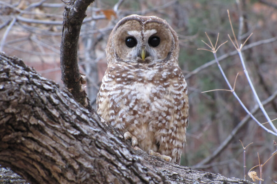 A Mexican spotted owl sits on a tree branch. Credit: Shaula Hedwall/USFWS