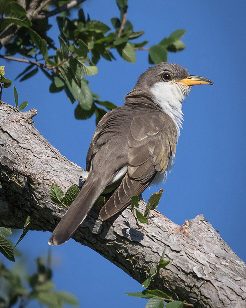 A yellow-billed cuckoo is seen on a tree branch. Credit: USFWS