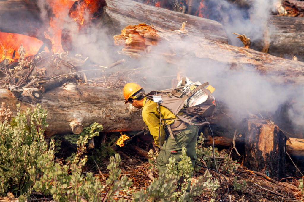 Prescribed Burns and Forest Thinning Averted Millions of Tons of Emissions and Billions in Damages