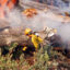 A Forest Service firefighter uses a torch kit during a prescribed burn on March 5, 2025, at Letts Lake near Stonyford, Calif., in the Mendocino National Forest. Credit: Susan Knight-Ashley/USDA Forest Service