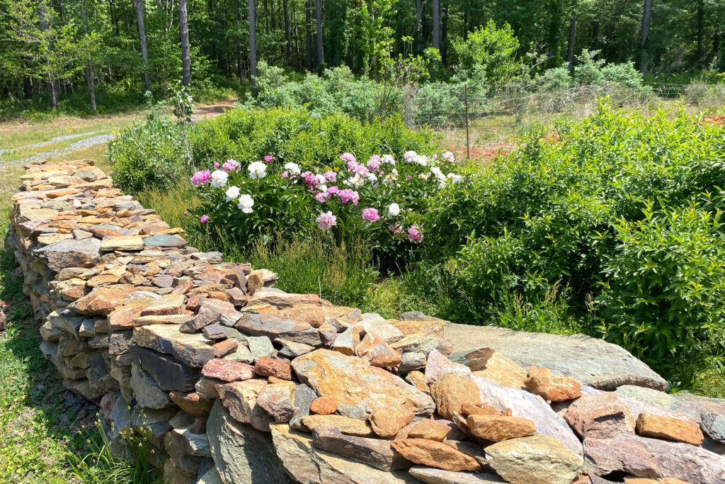 The Aldermans’ garden is framed by a fence that John laid by hand using stone from an old house that was on the property. Credit: Lisa Sorg/Inside Climate News