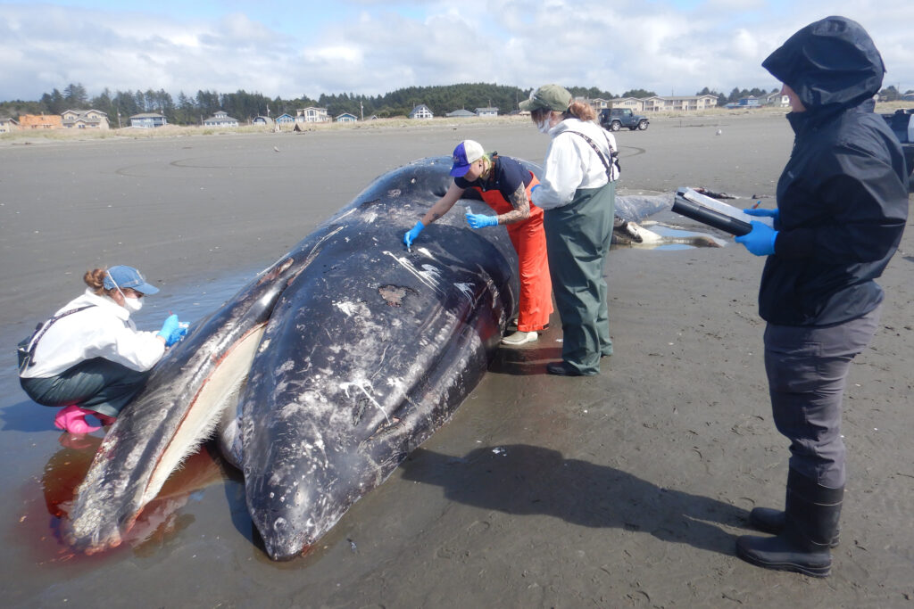 Malnourished Gray Whales of the Eastern North Pacific Are in ‘Serious Trouble’