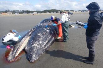 Researchers take samples from a male gray whale on a beach near Moclips, Wash., on April 11. Post-mortem showed cause of death as malnutrition and blunt force trauma, probably from colliding with a boat. Credit: Courtesy of Cascadia Research Collective