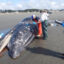 Researchers take samples from a male gray whale on a beach near Moclips, Wash., on April 11. Post-mortem showed cause of death as malnutrition and blunt force trauma, probably from colliding with a boat. Credit: Courtesy of Cascadia Research Collective