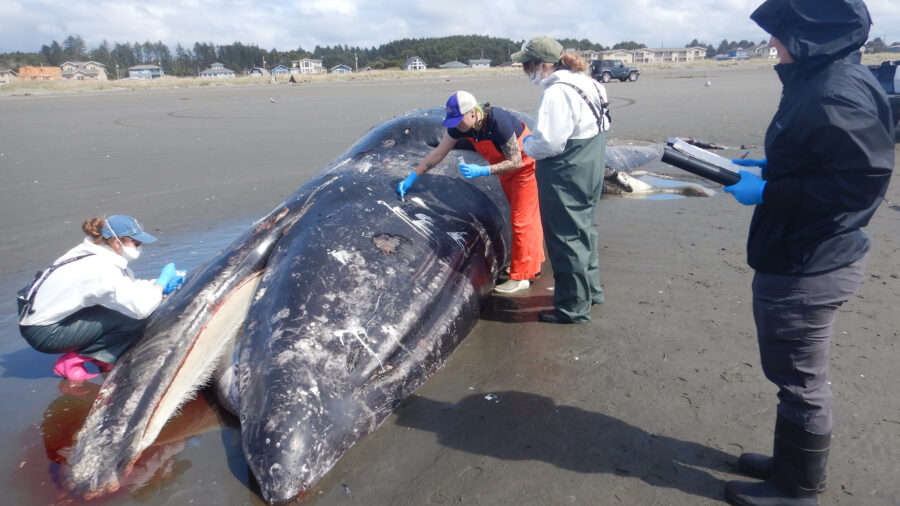 Researchers take samples from a male gray whale on a beach near Moclips, Wash., on April 11. Post-mortem showed cause of death as malnutrition and blunt force trauma, probably from colliding with a boat. Credit: Courtesy of Cascadia Research Collective