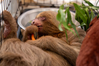 The Central Florida Zoo announced Wednesday that Bandit, a sloth transferred from Sloth World, had died. Credit: Central Florida Zoo & Botanical Gardens
