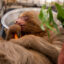 The Central Florida Zoo announced Wednesday that Bandit, a sloth transferred from Sloth World, had died. Credit: Central Florida Zoo & Botanical Gardens
