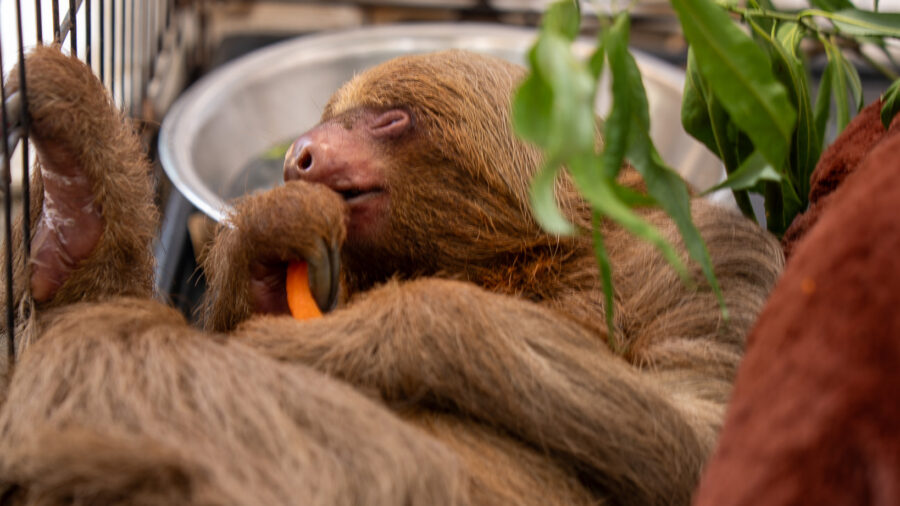The Central Florida Zoo announced Wednesday that Bandit, a sloth transferred from Sloth World, had died. Credit: Central Florida Zoo & Botanical Gardens