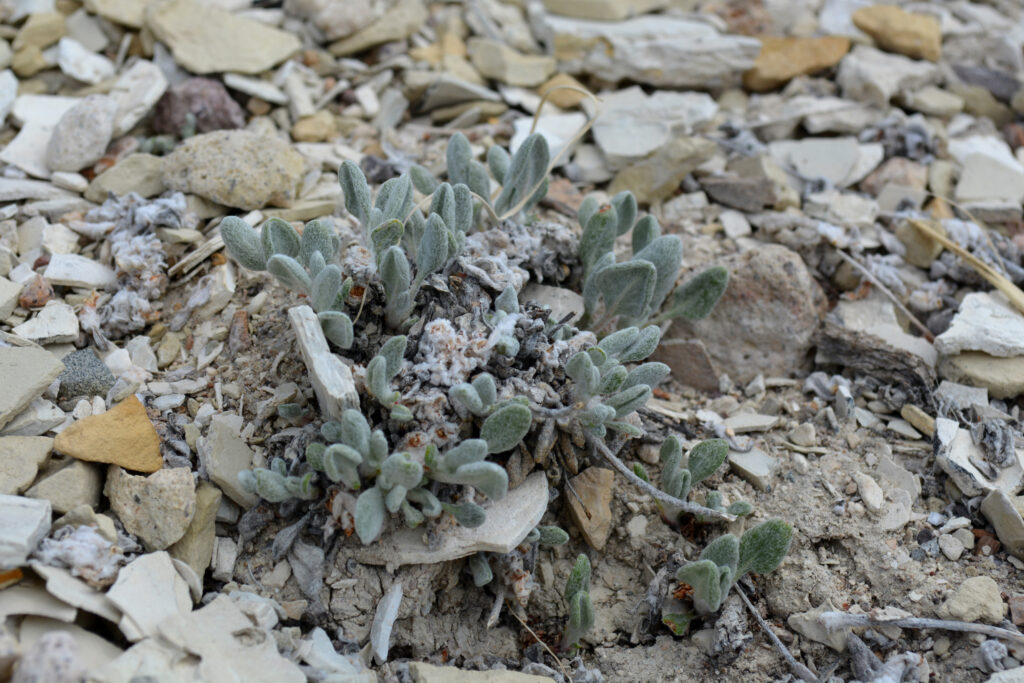 Tiehm’s buckwheat is a rare wildflower found only at the site of the proposed Rhyolite Ridge mine, thanks in part to the soil being rich in the minerals the mine seeks to extract. Credit: Wyatt Myskow/Inside Climate News