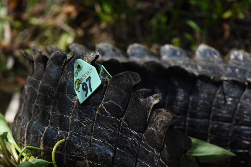 Many of the estimated 15,000 Alligators in the Okefenokee are tagged as part of research initiatives. Credit: Ryan Krugman