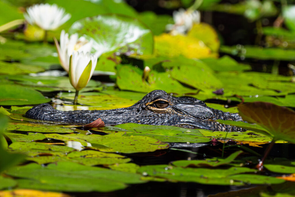 Many of the estimated 15,000 Alligators in the Okefenokee are tagged as part of research initiatives. Credit: Ryan Krugman