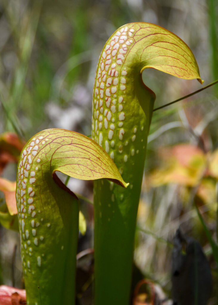 Hooded pitcher plants, one of the many carnivorous plants found in the Okefenokee. Credit: Ryan Krugman/Inside Climate News