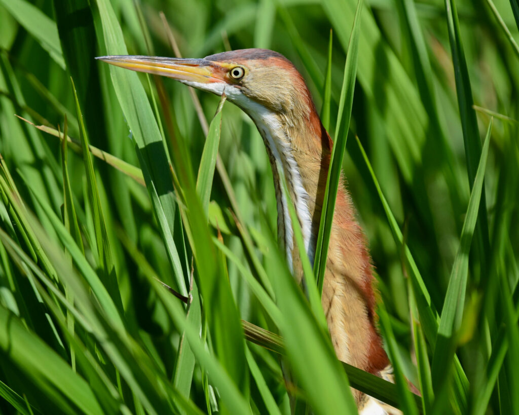 A least bittern fishes in tall grass on the banks of the Okefenokee Swamp. Credit: Ryan Krugman/Inside Climate News