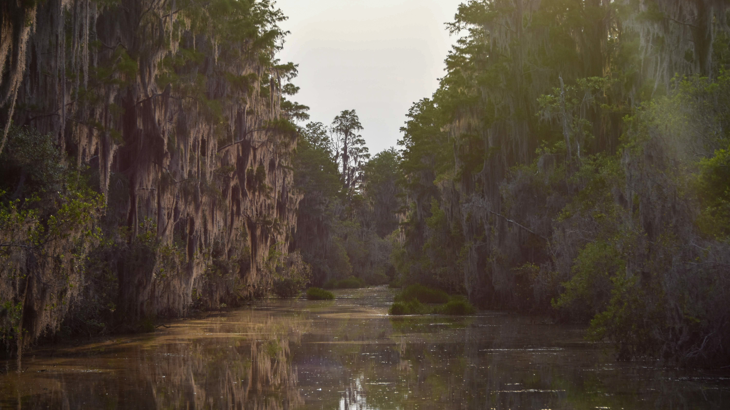 The Okefenokee’s blackwater swamp is surrounded by a dense canopy of cypress trees. Credit: Ryan Krugman/Inside Climate News