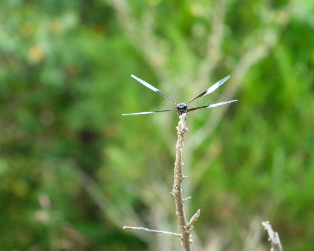 A male widow skimmer dragonfly in the Deep Fork National Wildlife Refuge.