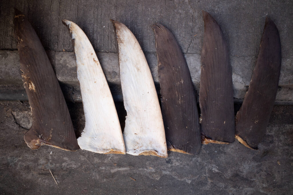 China’s Shark Finning Could Lead to US Seafood Sanctions