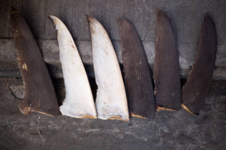 Shark fins are set out to dry along a street in Hong Kong. Credit: Bertha Wang/AFP via Getty Images