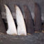 Shark fins are set out to dry along a street in Hong Kong. Credit: Bertha Wang/AFP via Getty Images