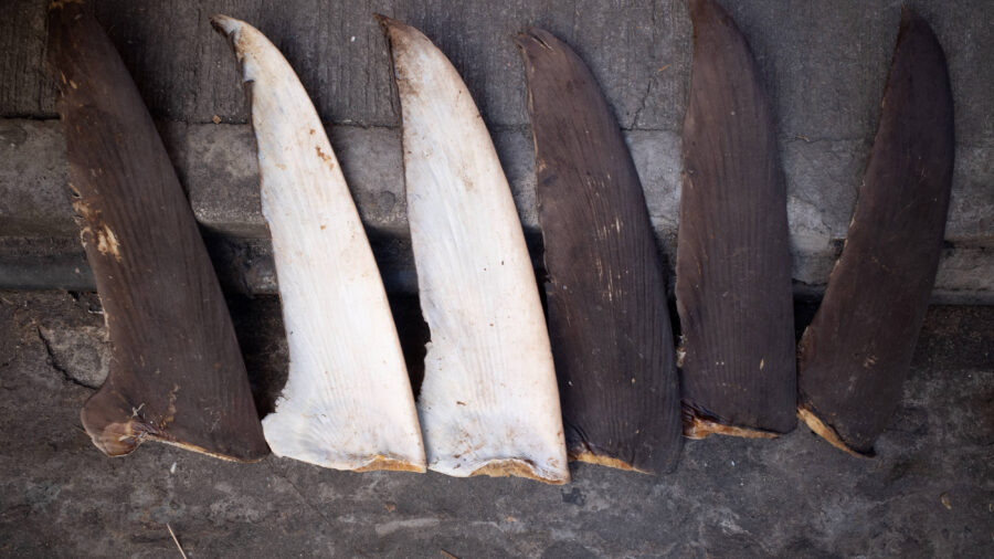 Shark fins are set out to dry along a street in Hong Kong. Credit: Bertha Wang/AFP via Getty Images