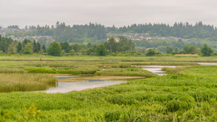 A view of wetlands in the Snohomish River Estuary near Everett, Wash. Credit: Wolfgang Kaehler/LightRocket via Getty Images