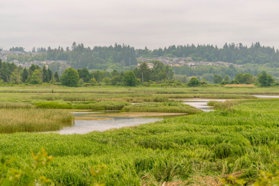 A view of wetlands in the Snohomish River Estuary near Everett, Wash. Credit: Wolfgang Kaehler/LightRocket via Getty Images