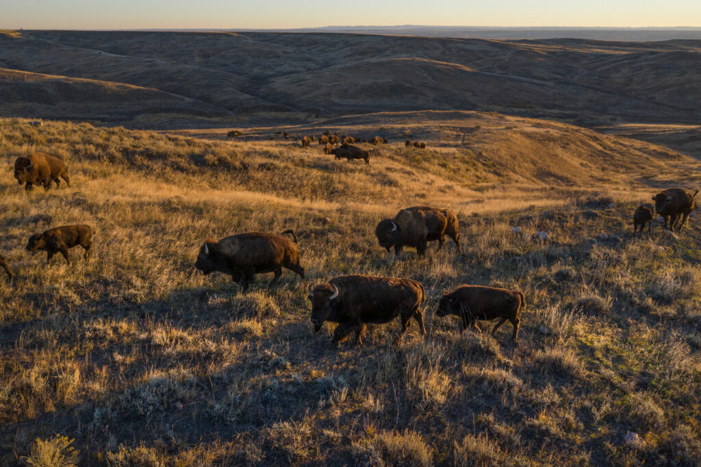 Trump Administration Bans a Nonprofit’s Bison From Grazing&hellip;