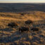 Bison graze on American Prairie land in Montana. Credit: Amy Toensing/Getty Images