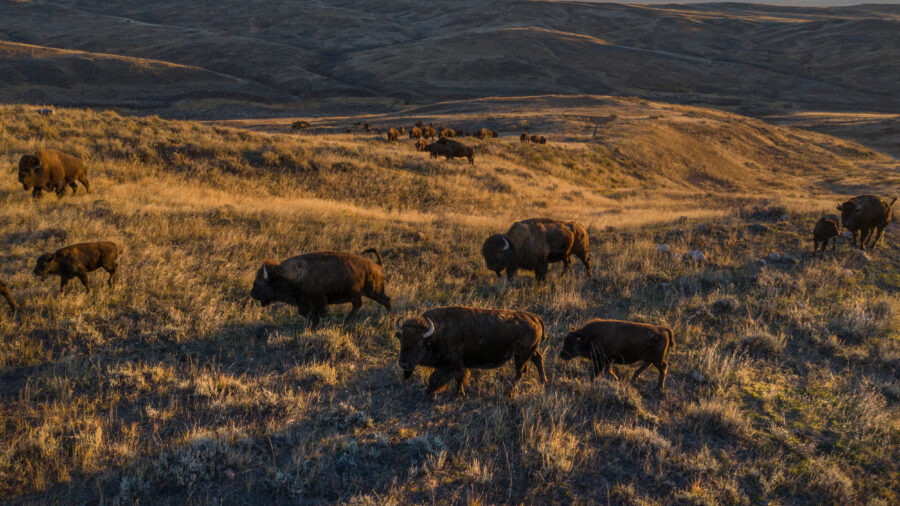 Bison graze on American Prairie land in Montana. Credit: Amy Toensing/Getty Images