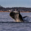A North Atlantic right whale is seen in the waters of Cape Cod Bay, Mass. Credit: Stan Grossfeld/The Boston Globe via Getty Images