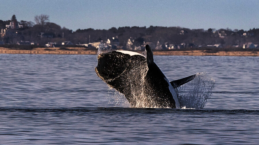 A North Atlantic right whale is seen in the waters of Cape Cod Bay, Mass. Credit: Stan Grossfeld/The Boston Globe via Getty Images