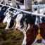 Dairy cows at a farm in northern Germany on July 2, 2025. Credit: Jens Büttner/picture alliance via Getty Images