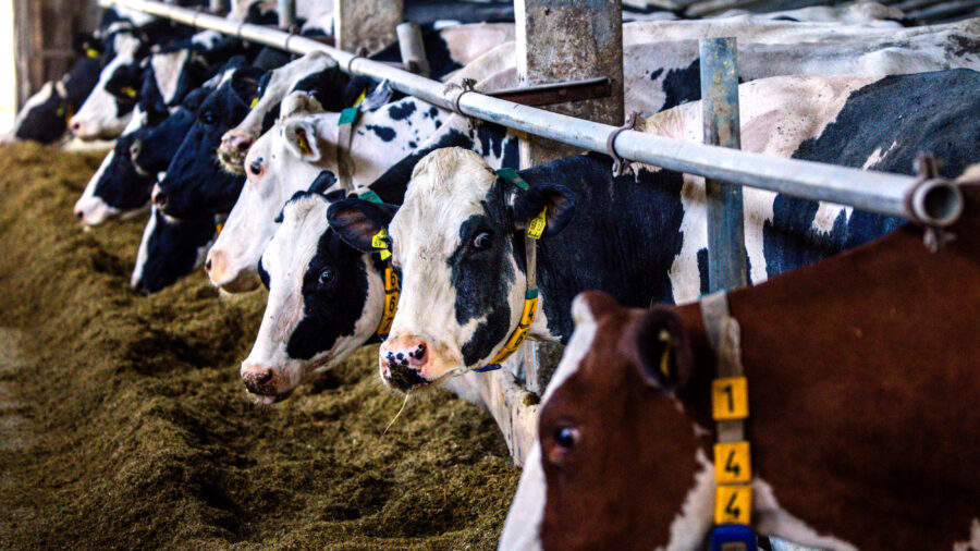 Dairy cows at a farm in northern Germany on July 2, 2025. Credit: Jens Büttner/picture alliance via Getty Images