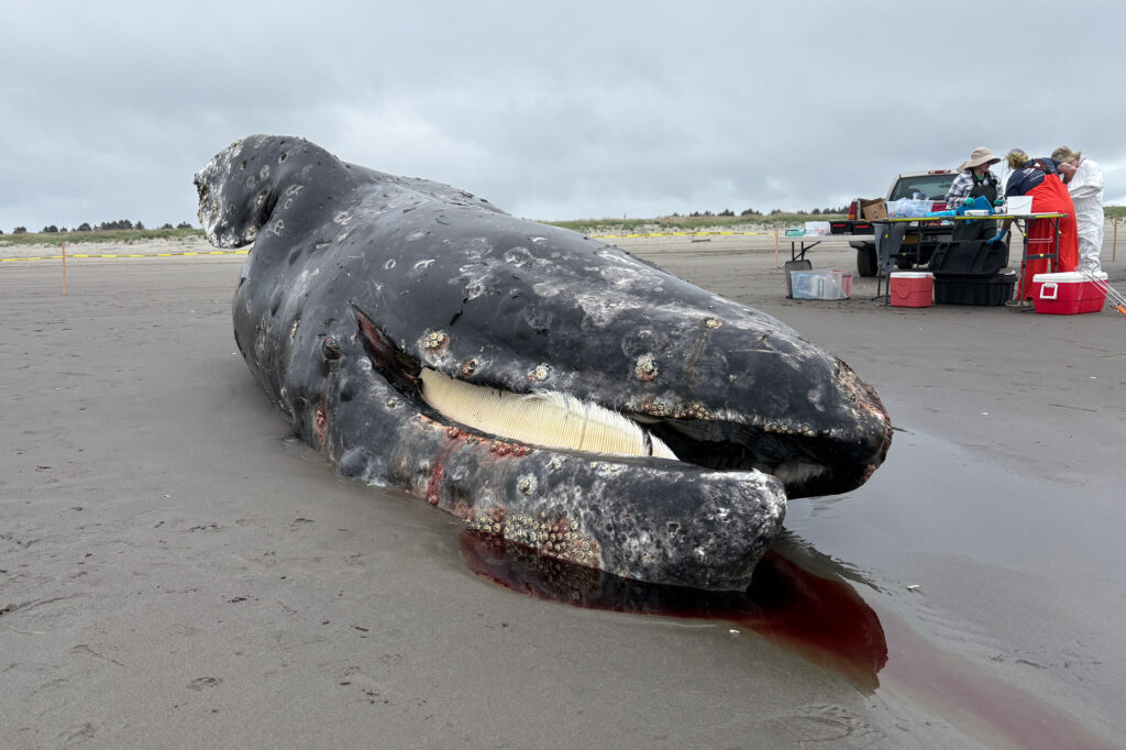 A female gray whale is seen on the Long Beach Peninsula in Washington on May 8. Post-mortem showed the cause of death as malnutrition with probable trauma. Credit: Courtesy of Cascadia Research Collective